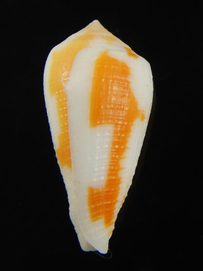 Pinnoconus robini 26.46 mm Gem-69270