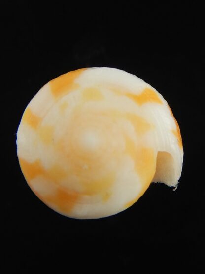 Pinnoconus robini 26.46 mm Gem-69269