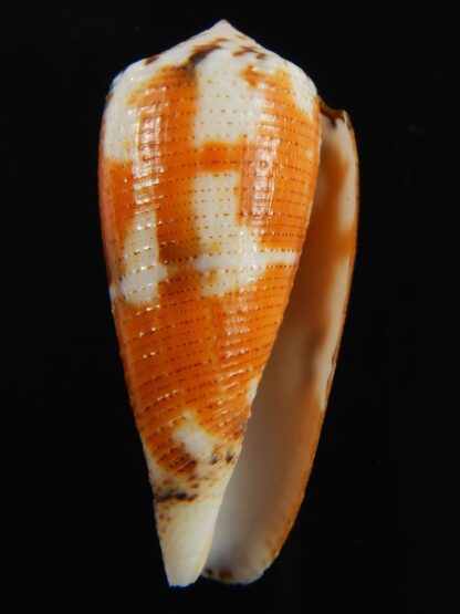 Pionoconus metcalfii 37.33 mm Gem-69467