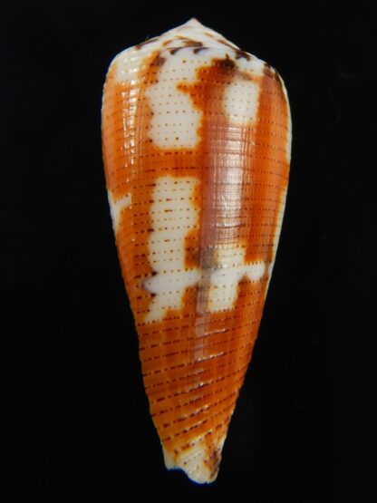 Pionoconus metcalfii 37.33 mm Gem-69464