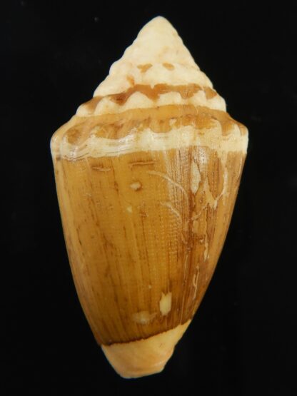 Virroconus dorreensis..BIG SIZE ... 42.56 mm F+++ -69560