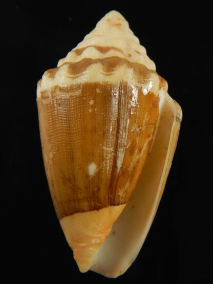 Virroconus dorreensis..BIG SIZE ... 42.56 mm F+++ -69562