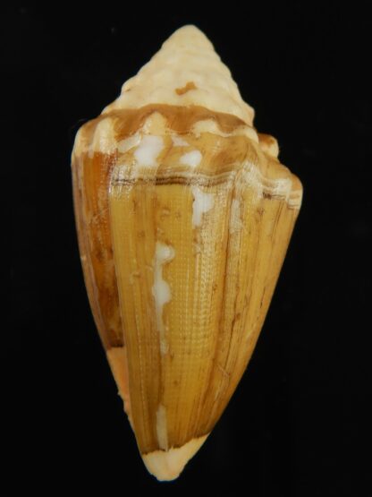 Virroconus dorreensis..BIG SIZE ... 42.56 mm F+++ -69561