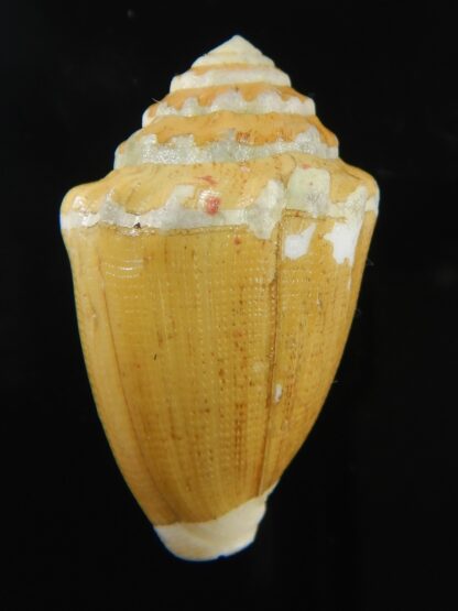 Virroconus dorreensis 37.21 mm F+++-69548