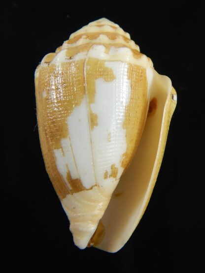 Virroconus dorreensis 37.21 mm F+++-69550