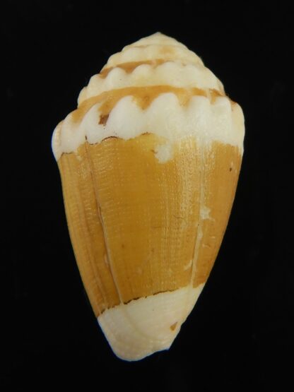 Virroconus dorreensis 29.21 mm F+++-69568