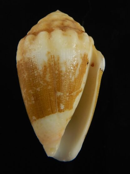 Virroconus dorreensis 29.21 mm F+++-69569