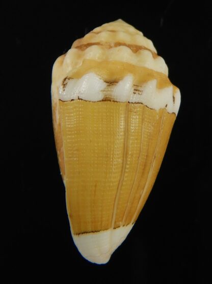 Virroconus dorreensis 29.21 mm F+++-69571