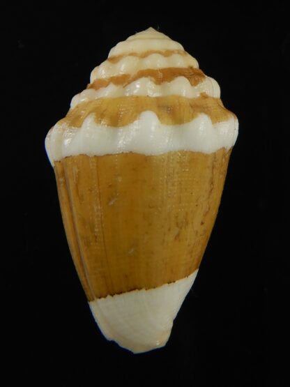 Virroconus dorreensis 28.93 mm F+++-69528