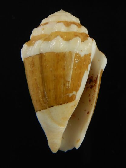 Virroconus dorreensis 28.93 mm F+++-69529