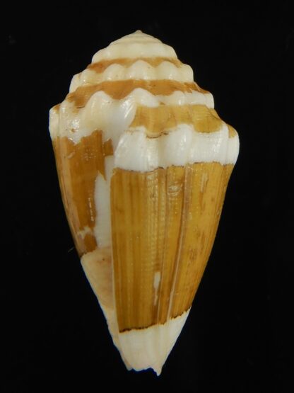 Virroconus dorreensis 28.93 mm F+++-69531