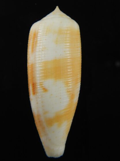 Virgiconus artoptus 48.42 mm F++/F+++-69473