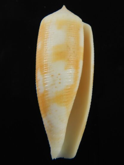 Virgiconus artoptus 48.42 mm F++/F+++-69476