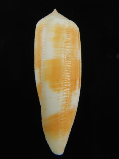 Virgiconus artoptus 48.42 mm F++/F+++-69474