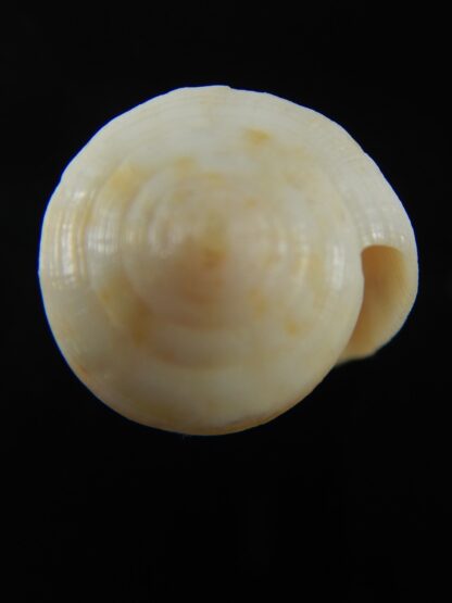 Virgiconus artoptus 48.42 mm F++/F+++-69475