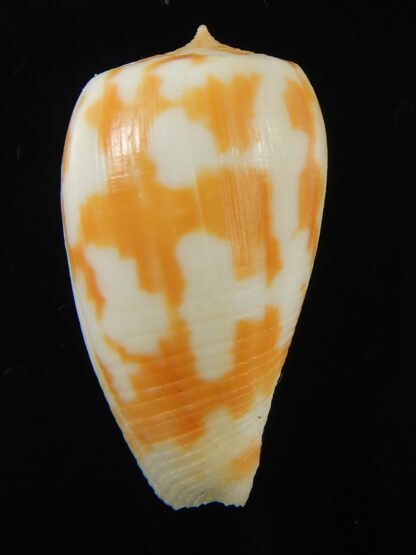 Phasmoconus pica petergabrielli 30.15 mm Gem-69253