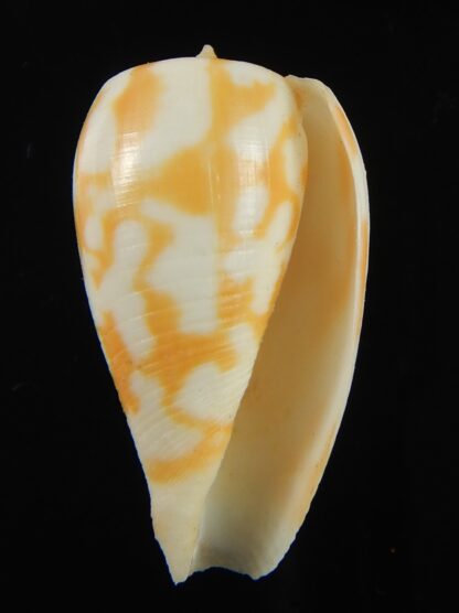 Phasmoconus pica petergabrielli 30.15 mm Gem-69255