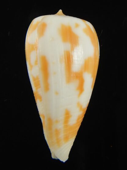 Phasmoconus pica petergabrielli 30.15 mm Gem-69257