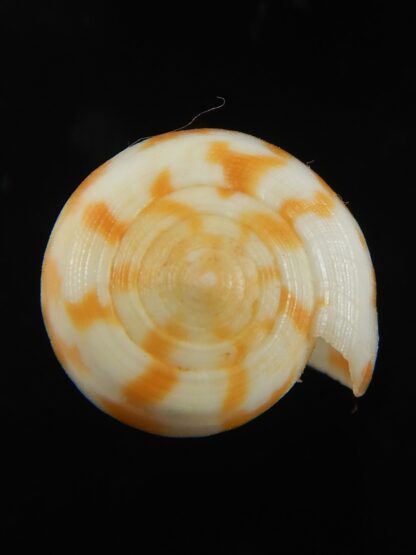 Phasmoconus pica petergabrielli 30.15 mm Gem-69254