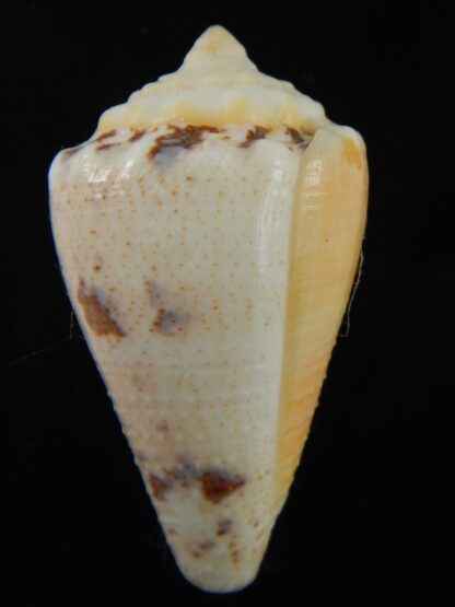 Stephanoconus regius citrinus 44.05 mm F+++/Gem-69343