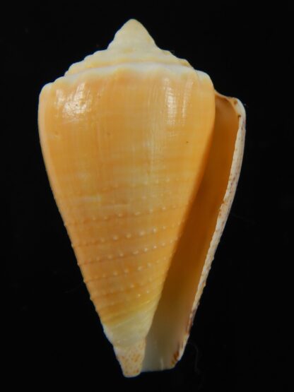 Stephanoconus regius citrinus 44.05 mm F+++/Gem-69344