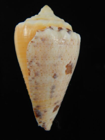 Stephanoconus regius citrinus 44.05 mm F+++/Gem-69345