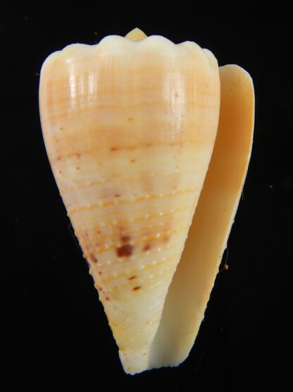 Stephanoconus regius citrinus 41.33 mm F+++/Gem-69323