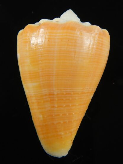 Stephanoconus regius citrinus 39.66 mm F+++/Gem -69303