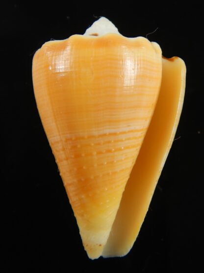 Stephanoconus regius citrinus 39.66 mm F+++/Gem -69305