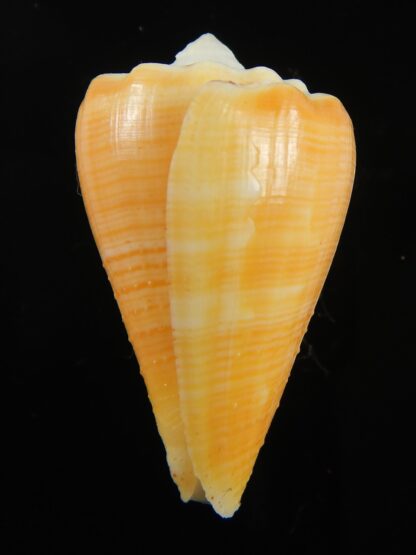 Stephanoconus regius citrinus 39.66 mm F+++/Gem -69307