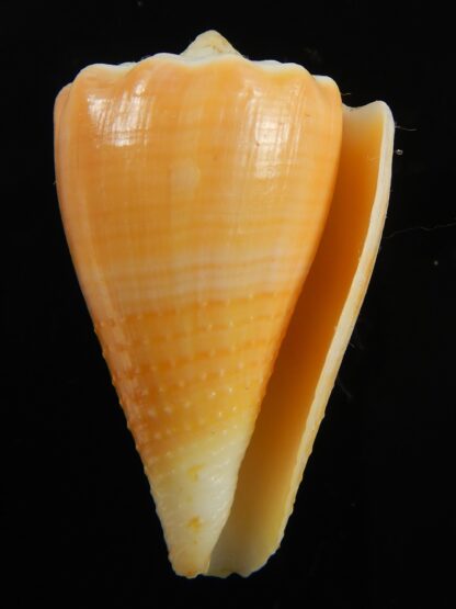 Stephanoconus regius citrinus 39.75 mm F+++/Gem-69317