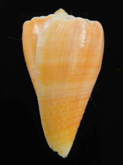 Stephanoconus regius citrinus 39.75 mm F+++/Gem-69314