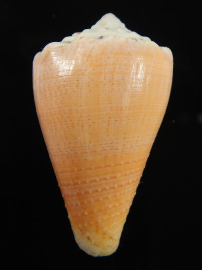 Stephanoconus regius citrinus 42.62 mm F+++/Gem -69333