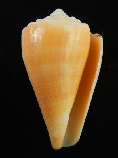 Stephanoconus regius citrinus 42.62 mm F+++/Gem -69335