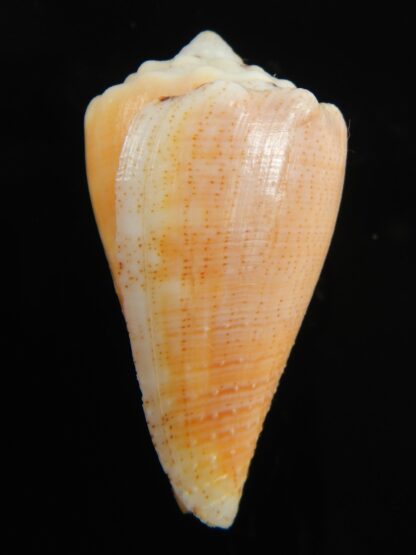 Stephanoconus regius citrinus 42.62 mm F+++/Gem -69337