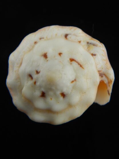 Stephanoconus regius citrinus 42.62 mm F+++/Gem -69336