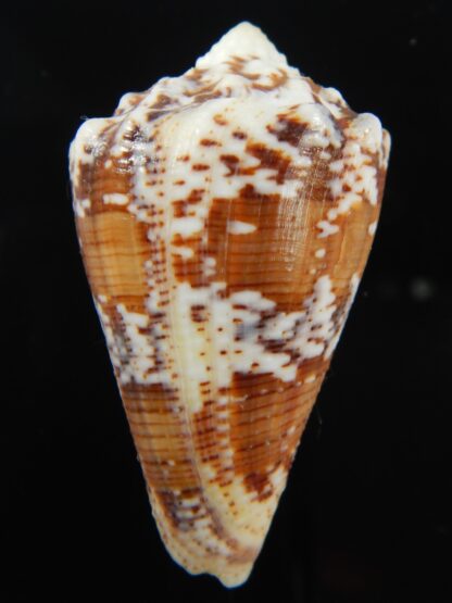 Stephanoconus regius 51.29 mm F+++/Gem-69293