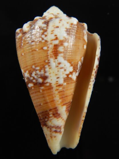 Stephanoconus regius 51.29 mm F+++/Gem-69294