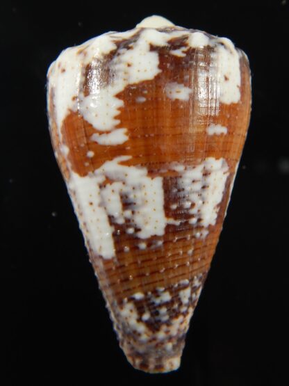 Stephanoconus regius 45.57 mm F++/F+++-69274