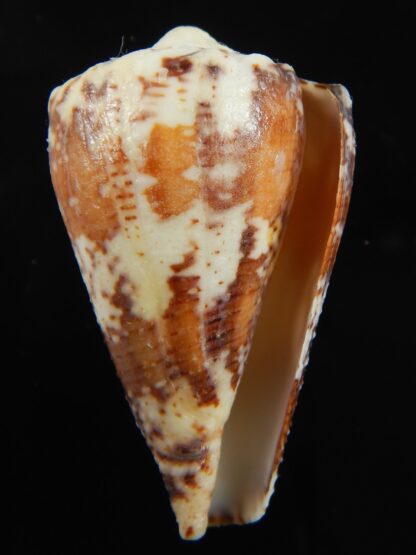 Stephanoconus regius 45.57 mm F++/F+++-69275