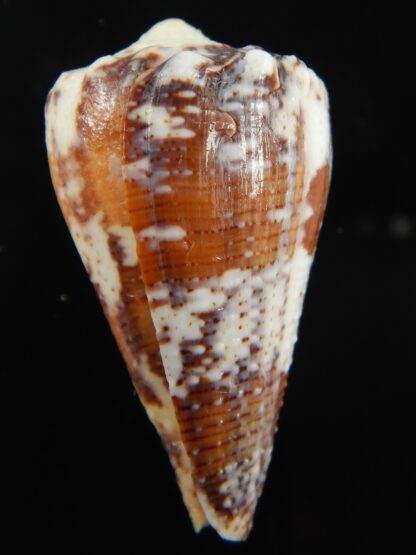 Stephanoconus regius 45.57 mm F++/F+++-69276