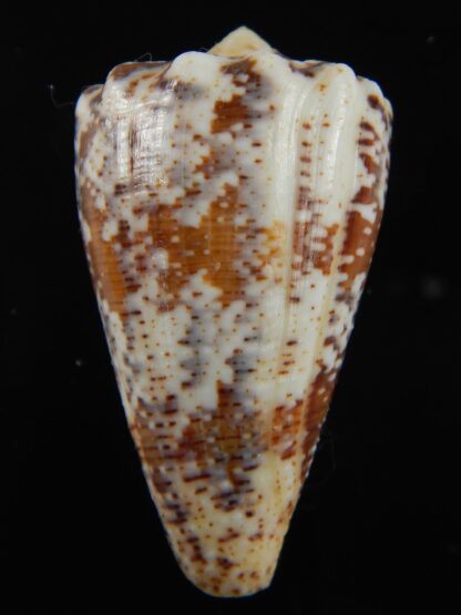 Stephanoconus regius 47.78 mm F+++/Gem-69283