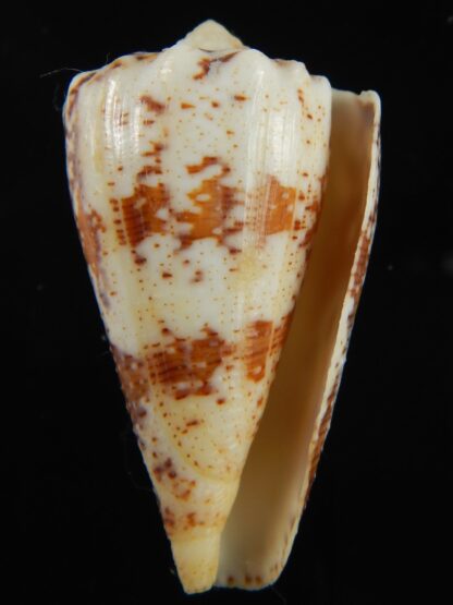 Stephanoconus regius 47.78 mm F+++/Gem-69285