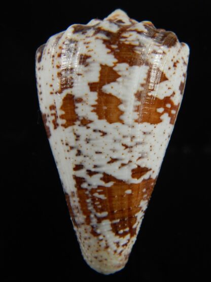 Stephanoconus regius Very big size 62.88 mm F+++/Gem-69353