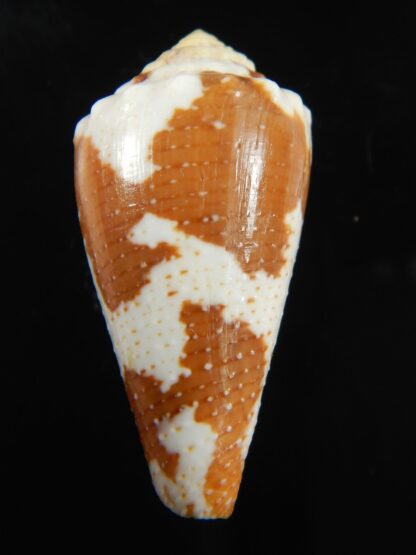 Tenorioconus aurantius 36.50 mm F+++-69363