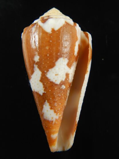 Tenorioconus aurantius 36.50 mm F+++-69366