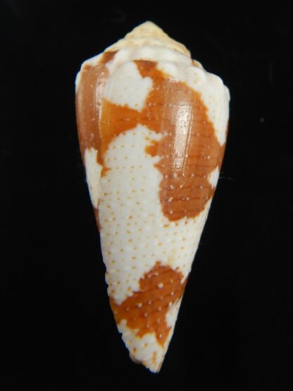 Tenorioconus aurantius 36.50 mm F+++-69365