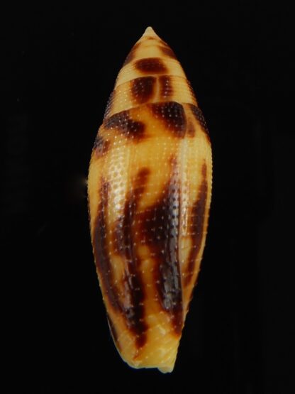 Conus mitratus 36.80 mm Gem-69369