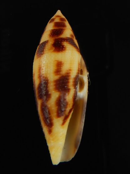 Conus mitratus 36.80 mm Gem-69370