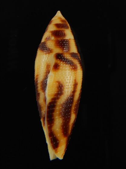 Conus mitratus 36.80 mm Gem-69372